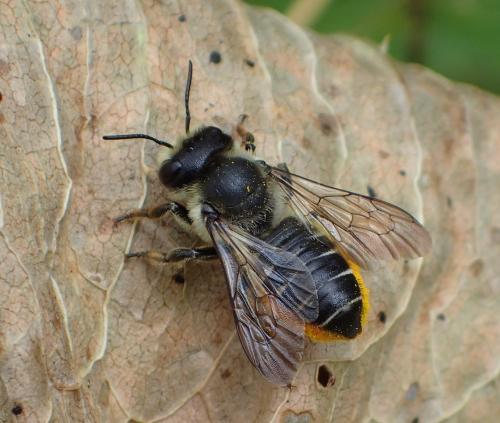 Réf. 363 898 : Megachile genalis